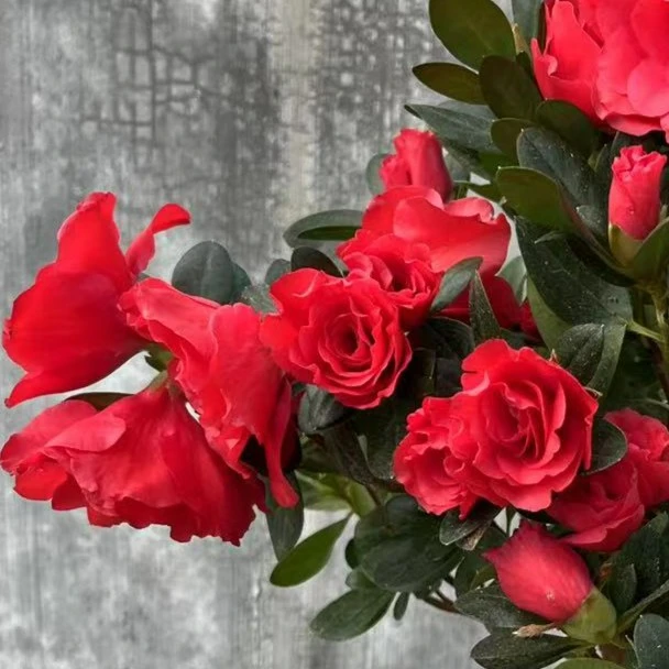 【大富贵】杜鹃花盆栽老桩大红色高杆四季开花老桩好养的植物室内花