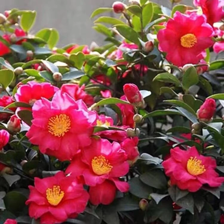 茶梅花苗茶花小苗白粉红茶梅球四季盆栽耐寒茶花树苗庭院花园植物