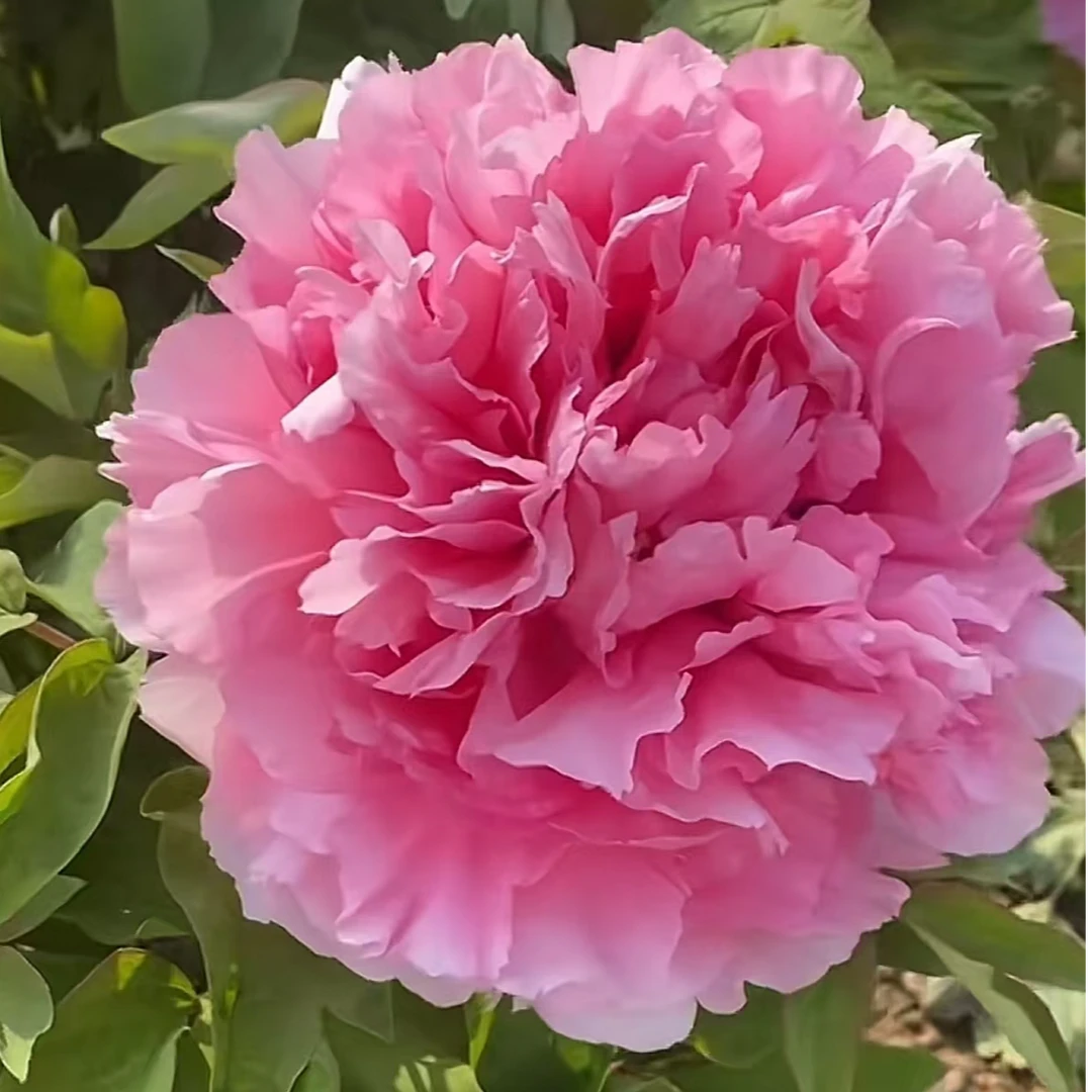 【李园红】洛阳新世界牡丹基地直发