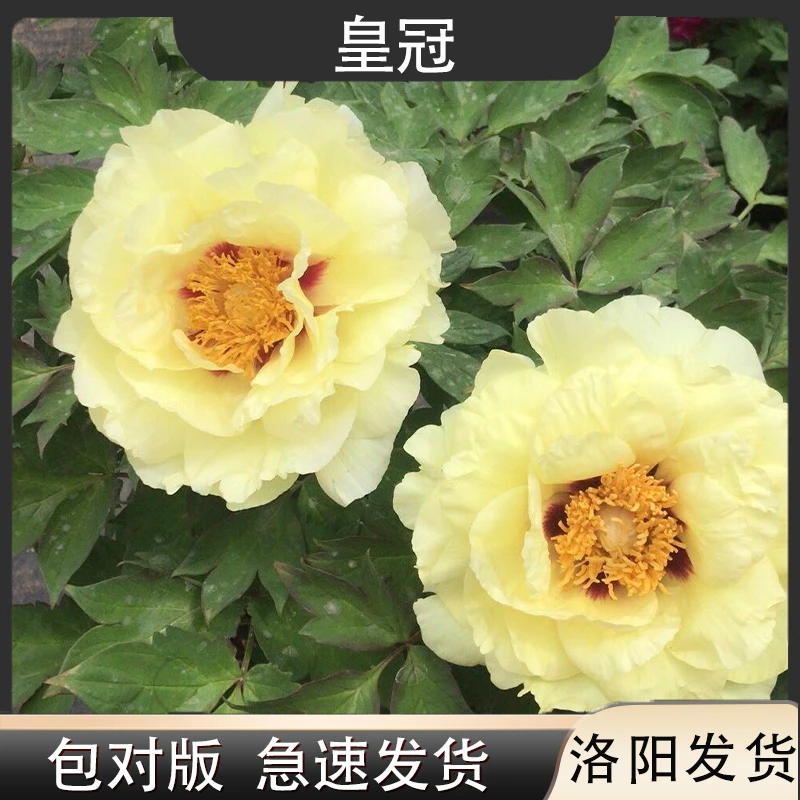 【黄冠】洛阳新世界牡丹基地直发