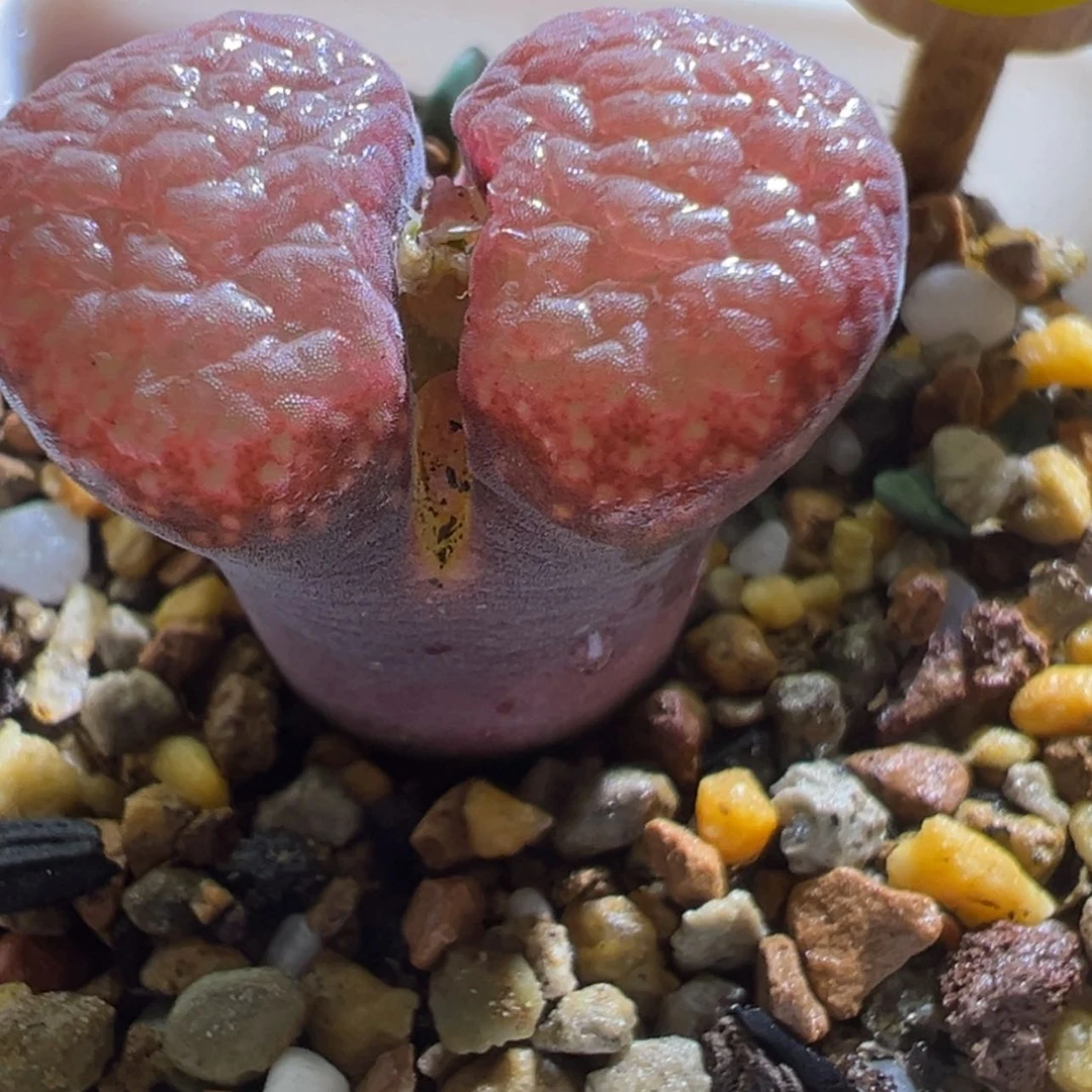 【闪购商品】我****肉麒麟窗 大红风