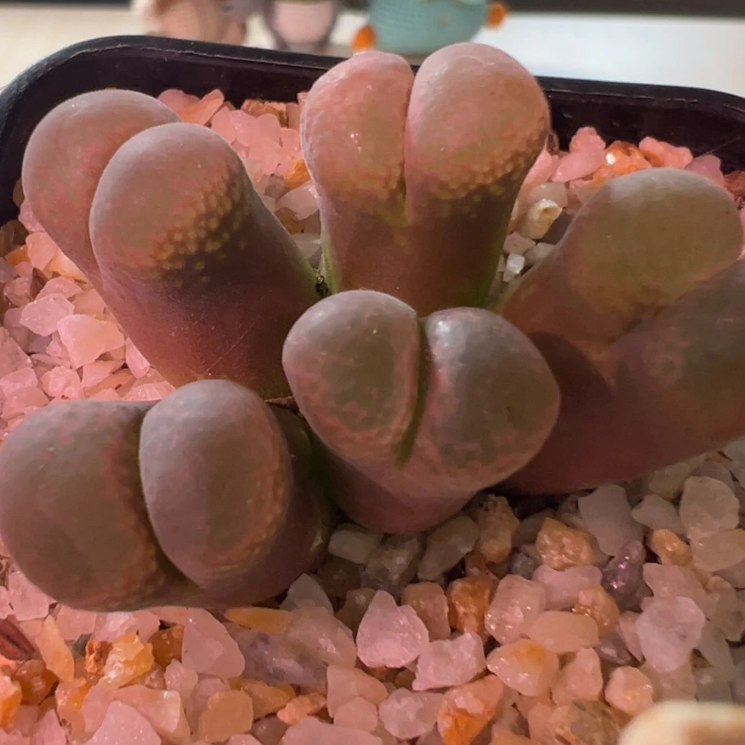 【闪购商品】日系大红
