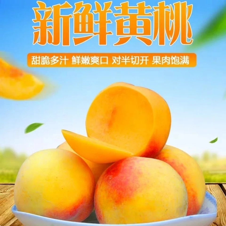 三穗桐林半溪黄桃季节新鲜黄桃现摘生鲜2500克（5斤）包邮 鲜甜鲜嫩