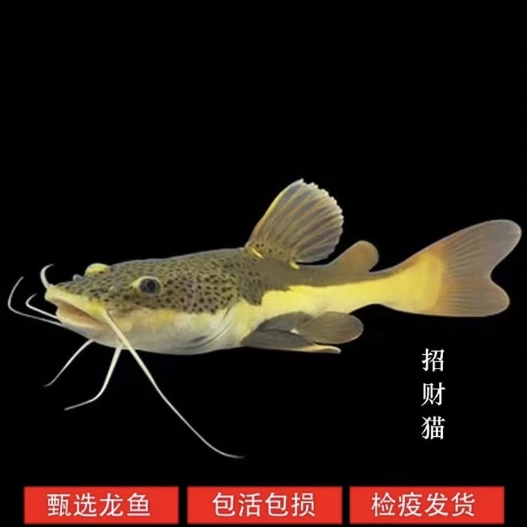 招财猫鱼活体赏鱼鱼招财鱼龙骨舌鱼稀罕宠物红尾鲶鱼中大型热带鱼