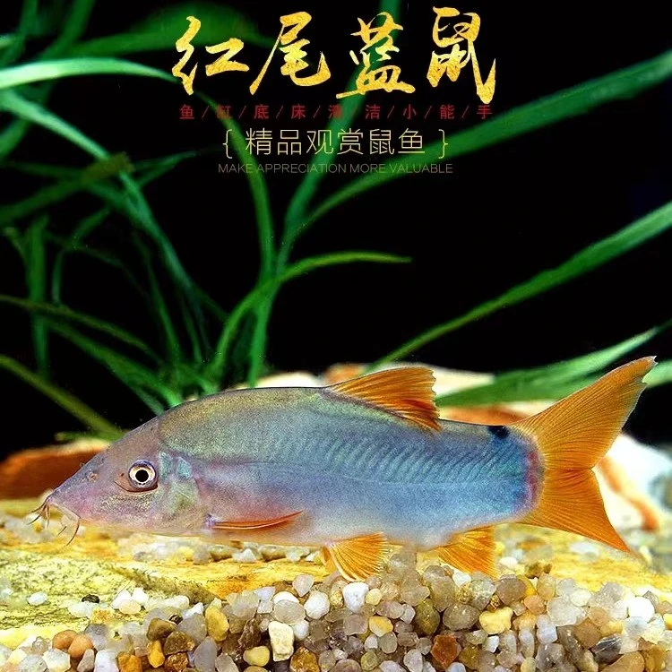 小卫甄选 | 蓝皮鼠鱼红尾蓝鼠「超萌好物」超萌好物