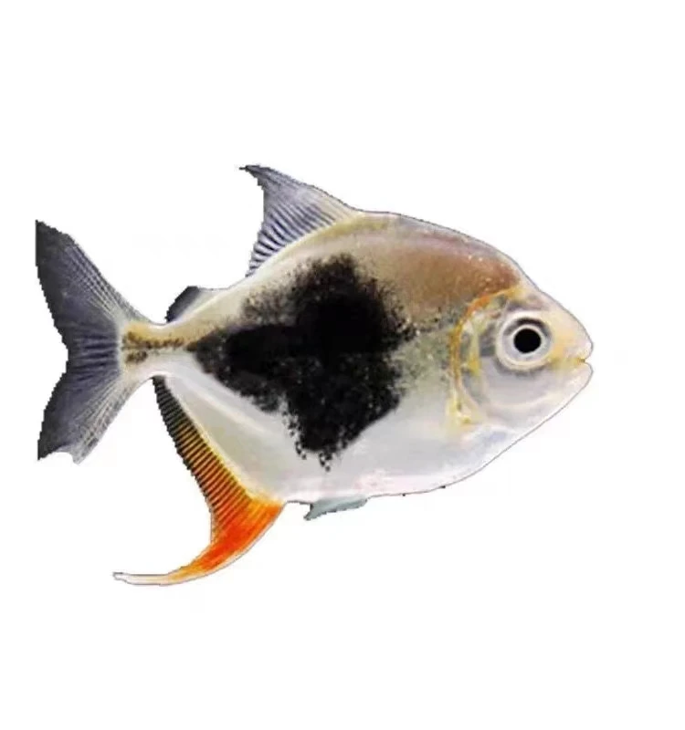 小卫甄选|黑桃A粗线虎板红龙鱼女王大帆金龙鱼活鱼混养龙鱼群游