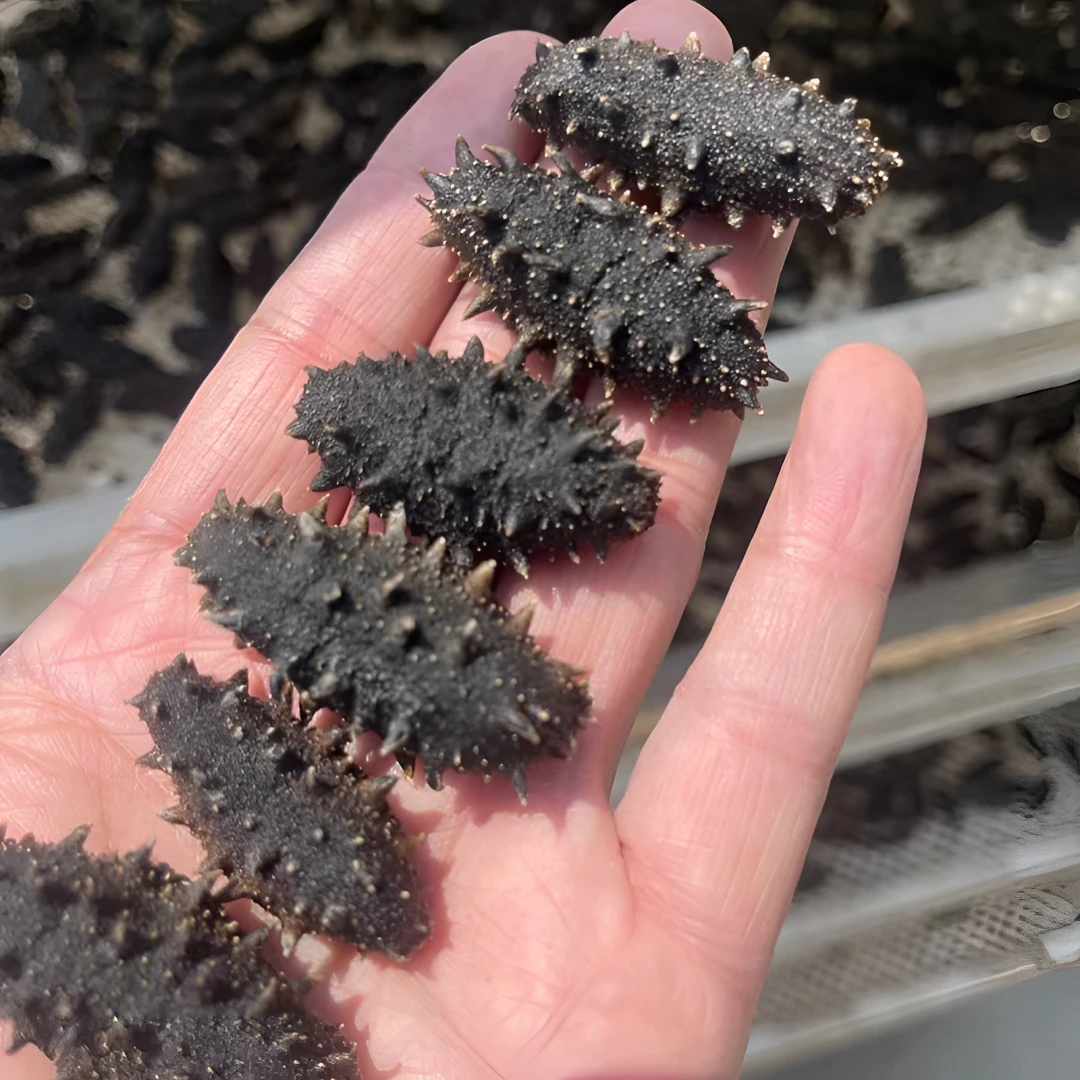 大连长山岛国标特级海参