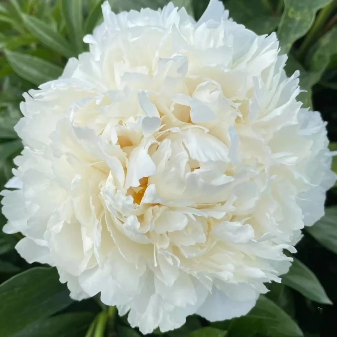 进口芍药【奶油碗】