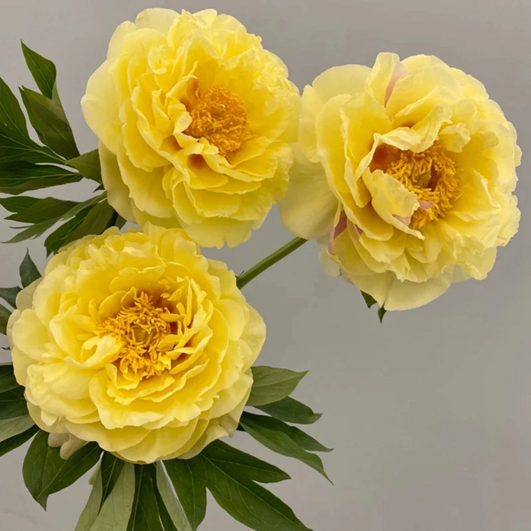 芍药-伊藤系列-芭次啦