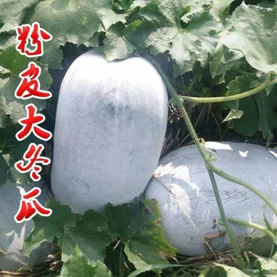 粉皮冬瓜种子白皮大冬瓜种籽高产肉厚特大冬瓜子种子东瓜蔬菜种子