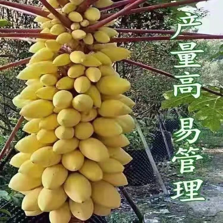 夏威夷黄金奶油木瓜种子 大田 盆栽均可 发芽率高