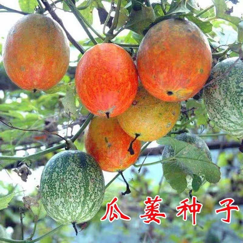 吊瓜子 瓜蒌种子 天花粉栝楼种子野生糖瓜蒌瓜种籽