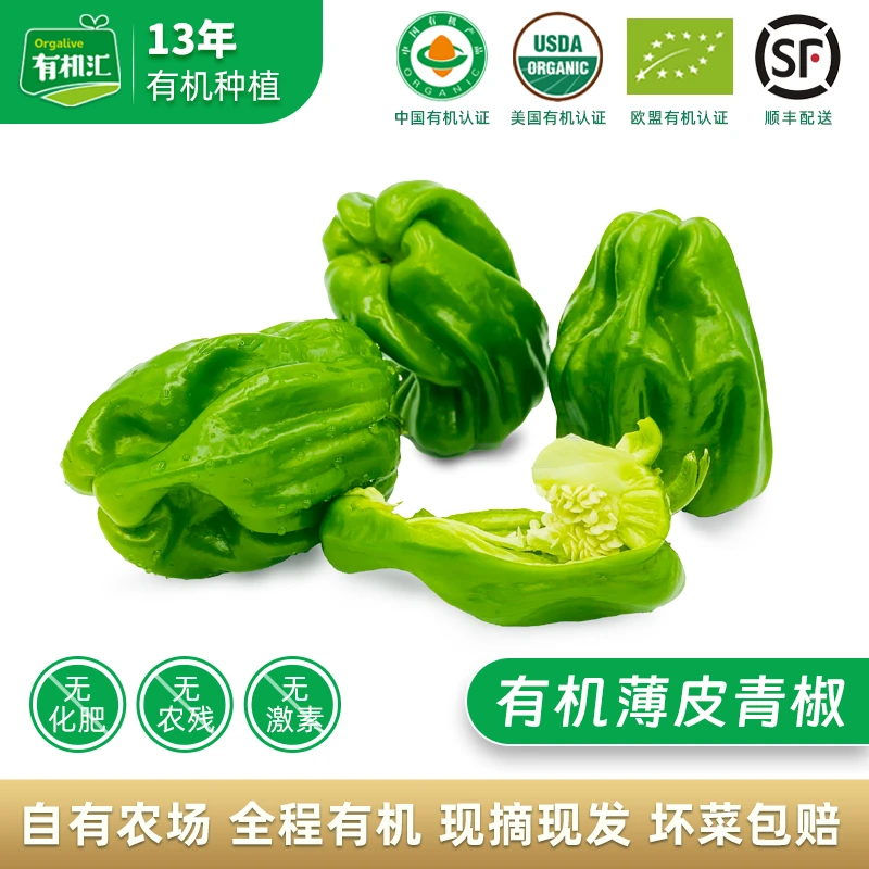 有机薄皮青椒皱皮椒 微辣虎皮椒薄皮辣椒 基地自产 新鲜采摘 500g