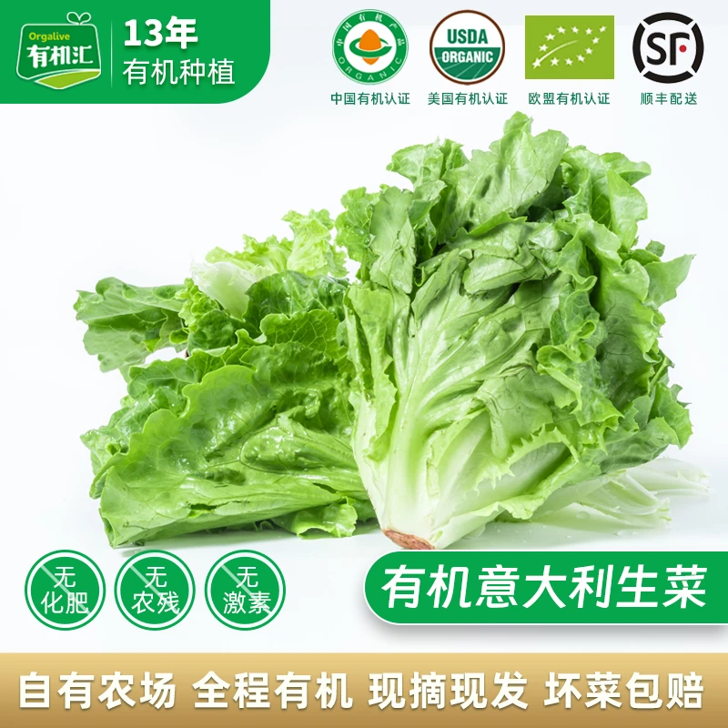 有机汇有机生菜意大利生菜有机蔬菜新鲜健身生吃沙拉榨汁食材500g