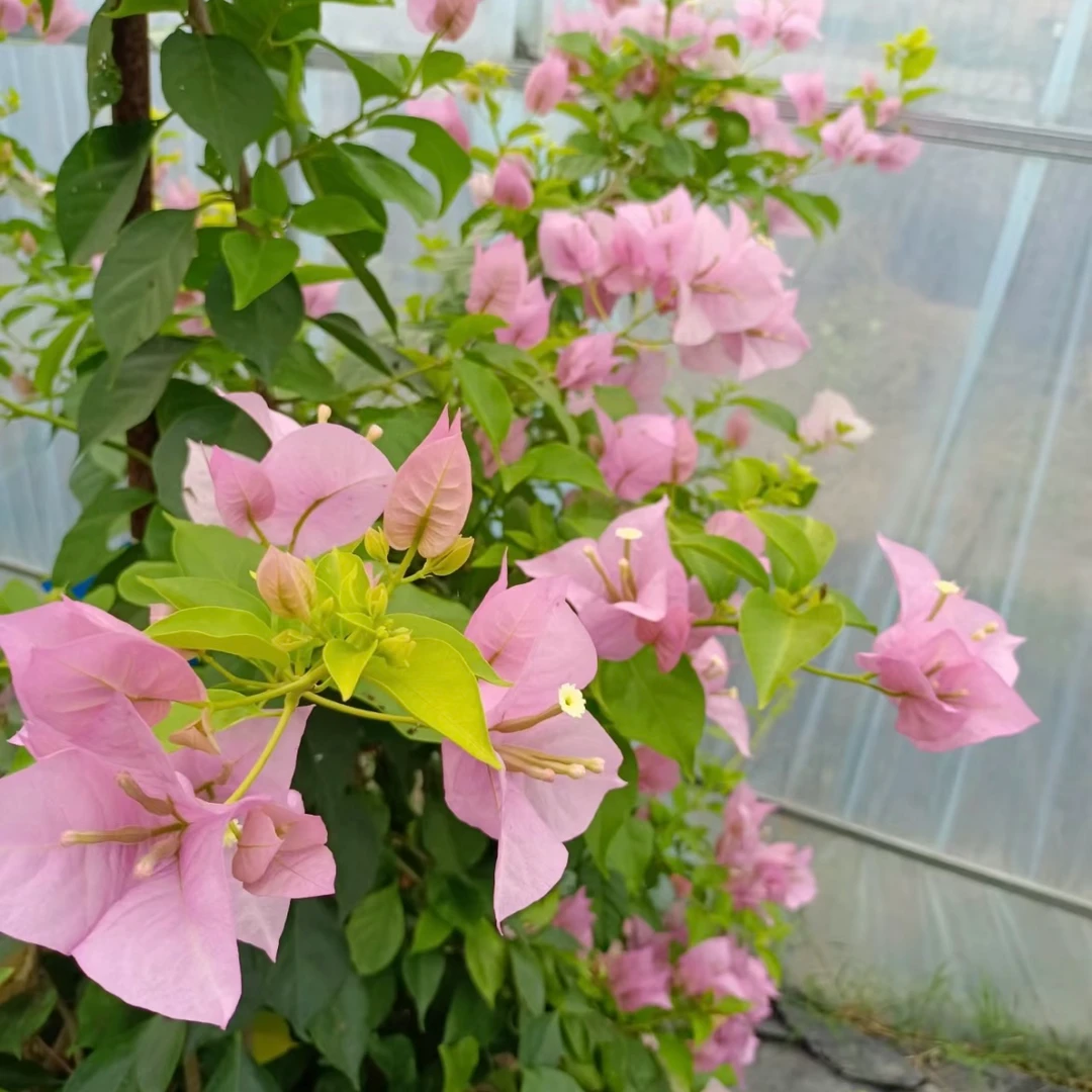 【纤艺三角梅】四季粉天使三角梅，勤花好养护光照植物绿植夏天种植
