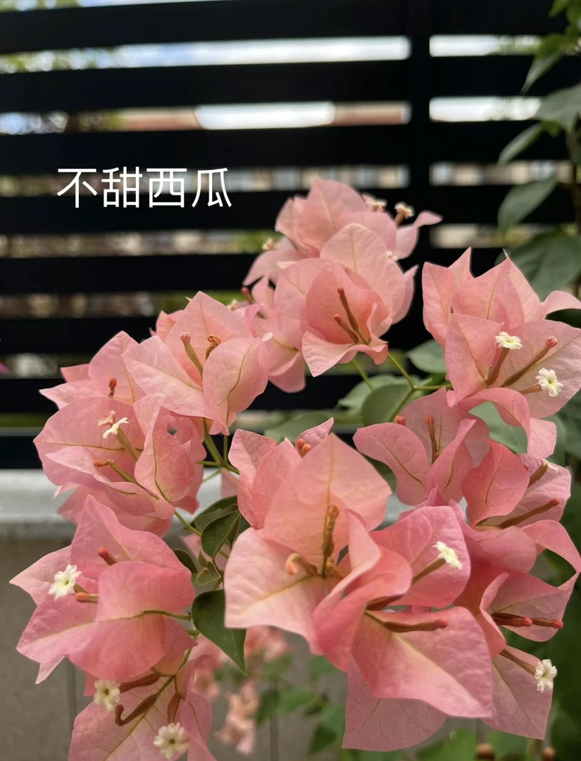 不甜西瓜三角梅勤花品种四季可爬藤可垂好养，原盆原土发养护种植。