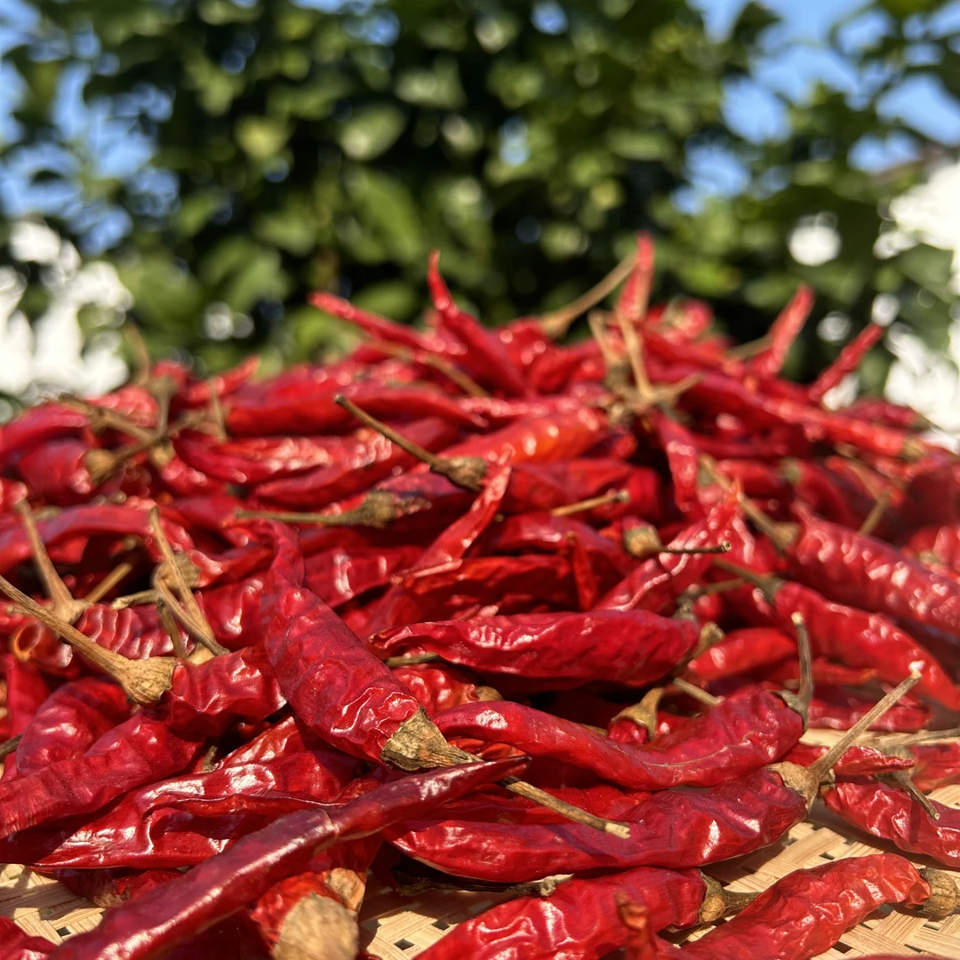 杨涛助力乡村 江西农家干辣椒自然晾晒干辣椒