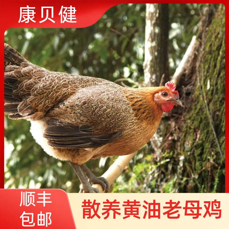 【桂花园林鸡】放养土鸡老母鸡2只毛重7斤重净重共4-5斤带内脏