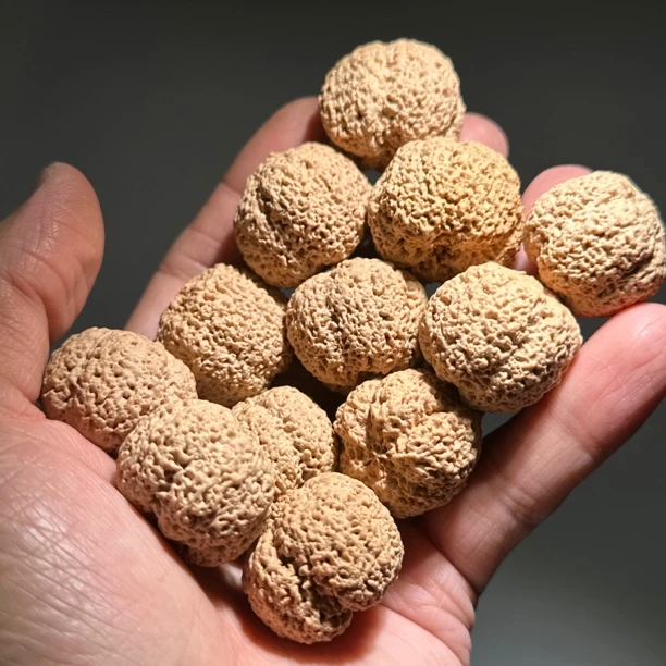 菠萝蜜蜂王高端毕业大金刚2024新籽