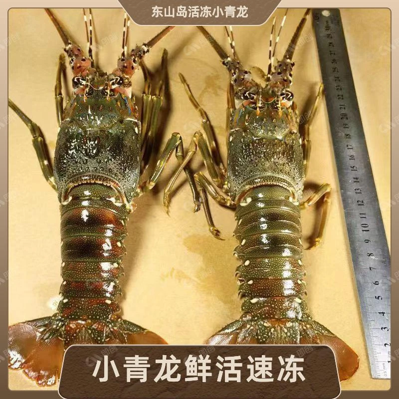 【三只装】东山岛小青龙速冻澳洲龙虾大龙虾海鲜水产冻大青龙