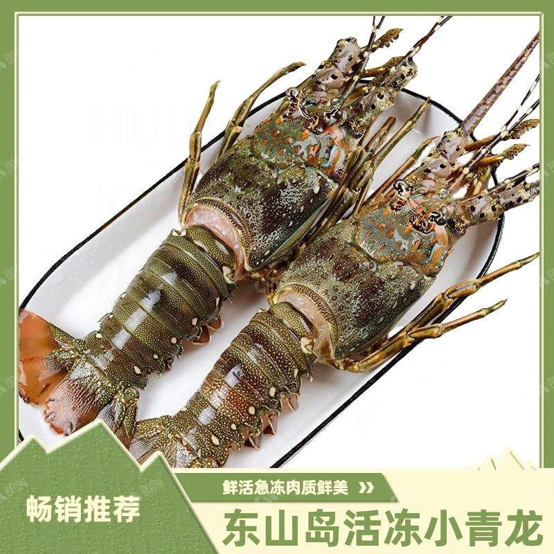 【三只装】东山岛冻小青龙海鲜水产速冻青龙澳洲波士顿大龙虾
