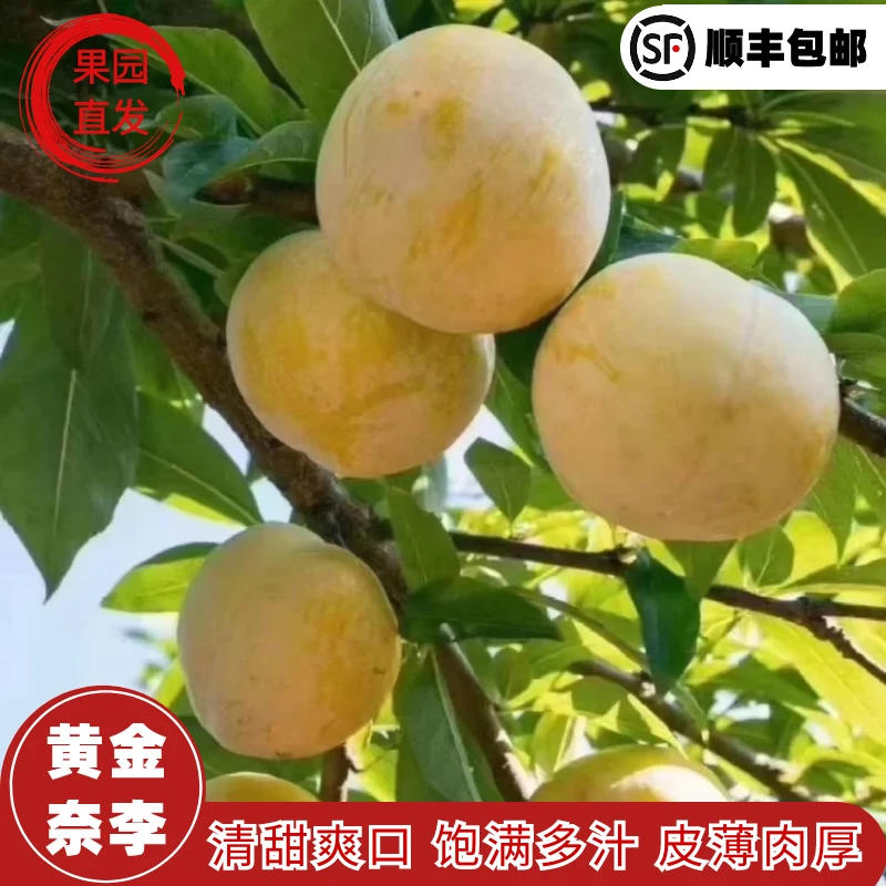 【顺丰快递】正宗黄金奈李脆甜多汁孕妇应季水果包邮