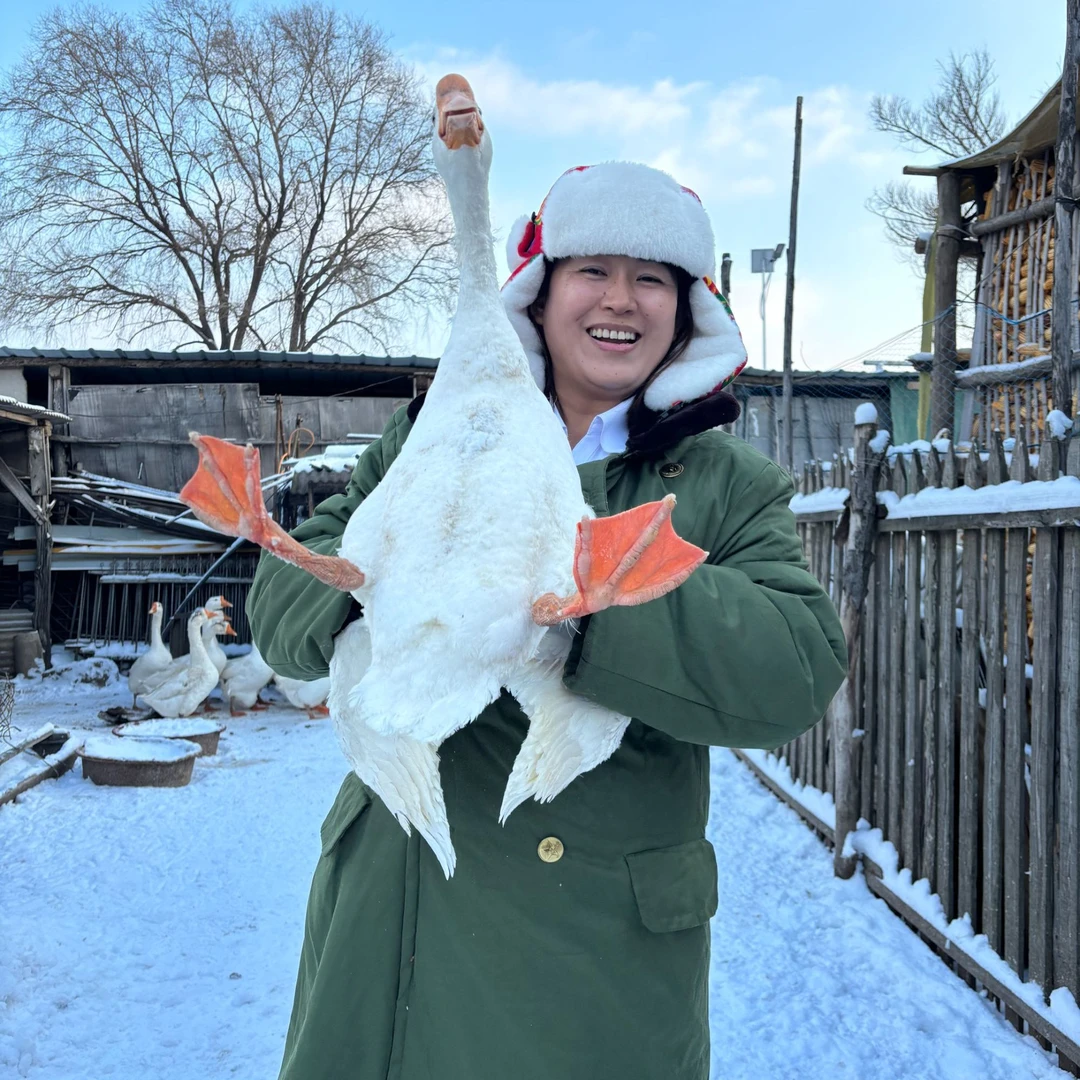 【农家笨大鹅】农村散养笨大鹅溜达鹅老品种东北白鹅新鲜现宰现发