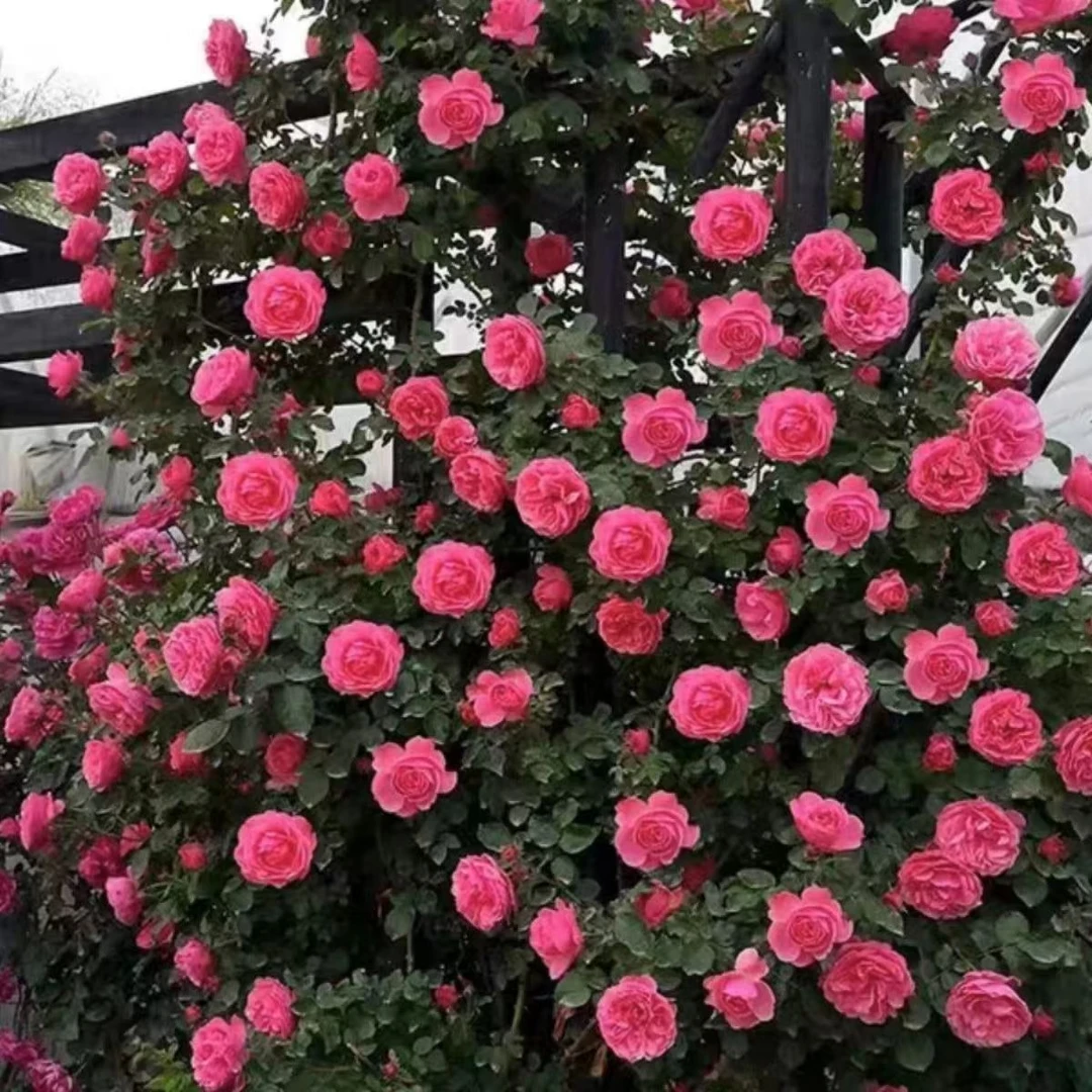 【达芬奇】粉色达芬奇月季欧月蔷薇玫瑰花爬藤本植物阳台花园庭院