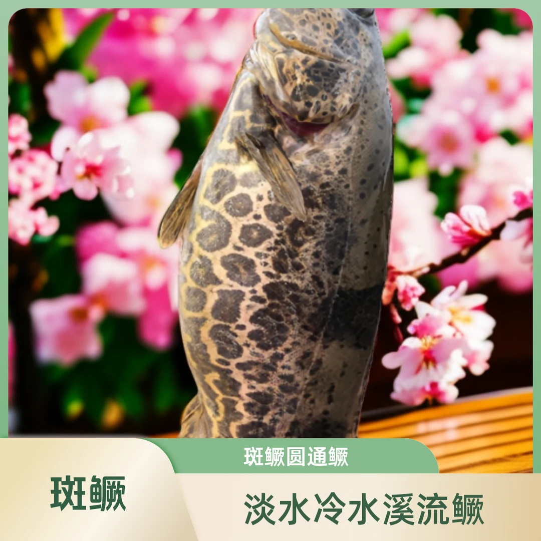 全鳜鱼系列斑鳜暗鳜白头鳜波纹鳜长体鳜凶猛鱼纯野包邮包损到家