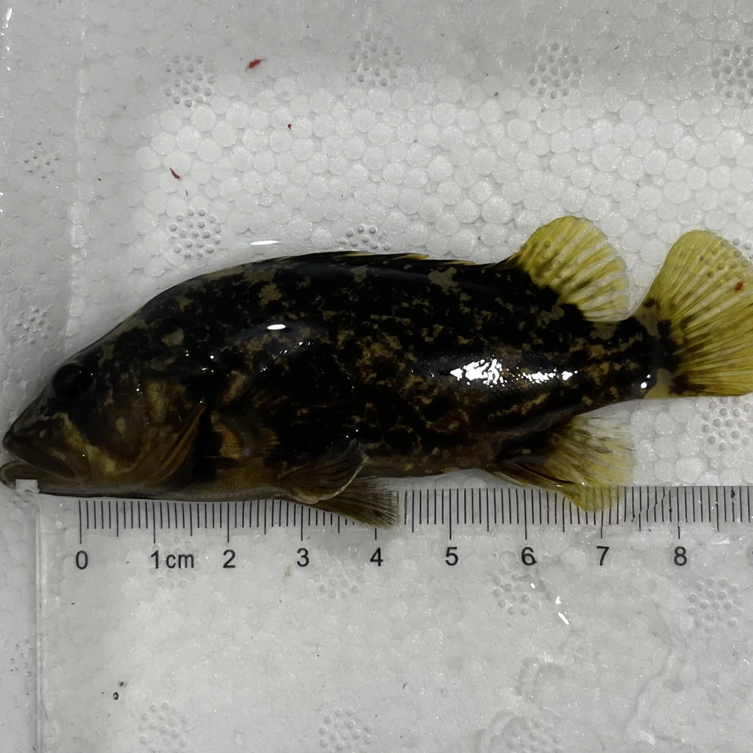 鳜鱼暗鳜江西暗鳜鳜鱼观赏鱼耐活