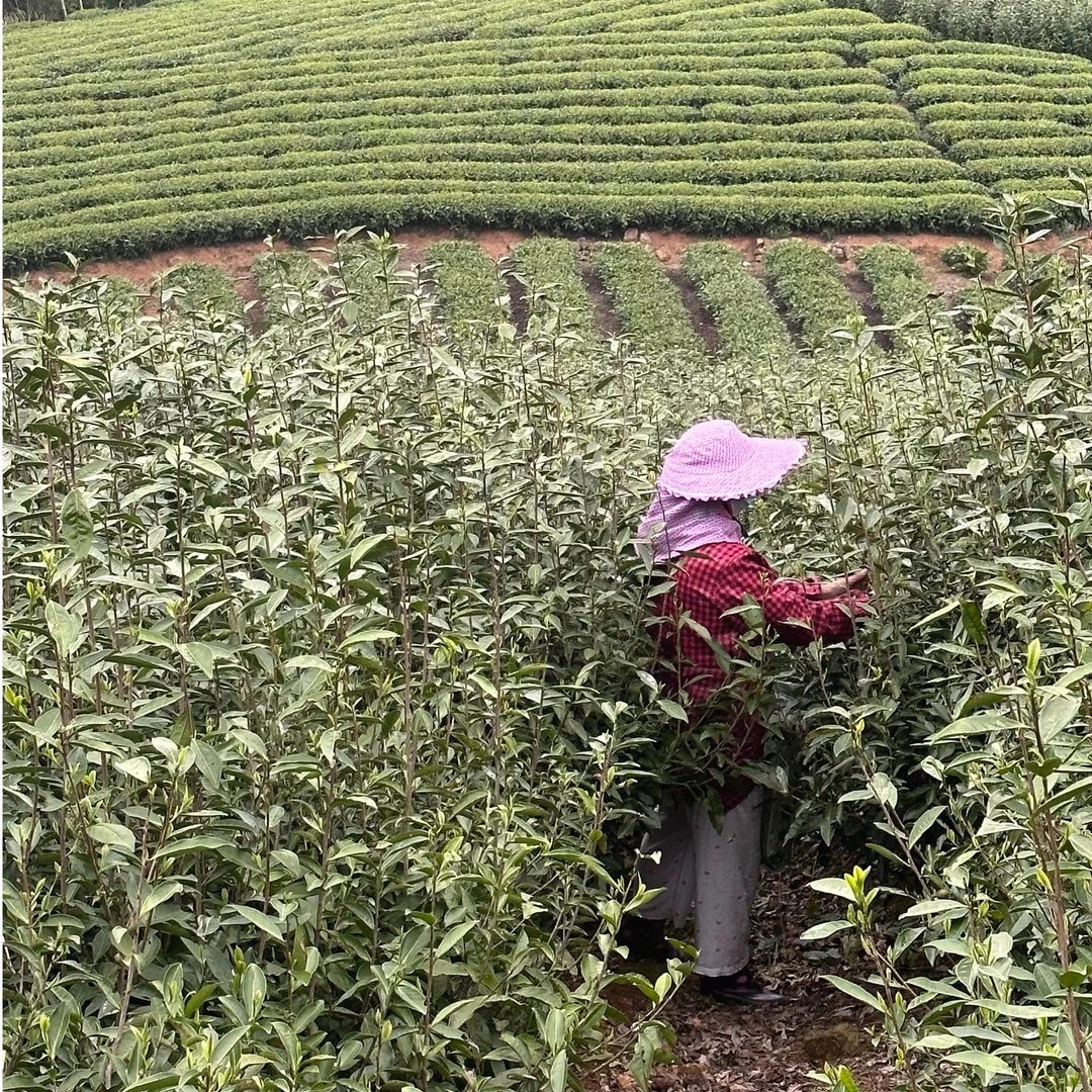 【森林有机白茶】云石荒枞 · 二零二四年高枞有机二级白牡丹