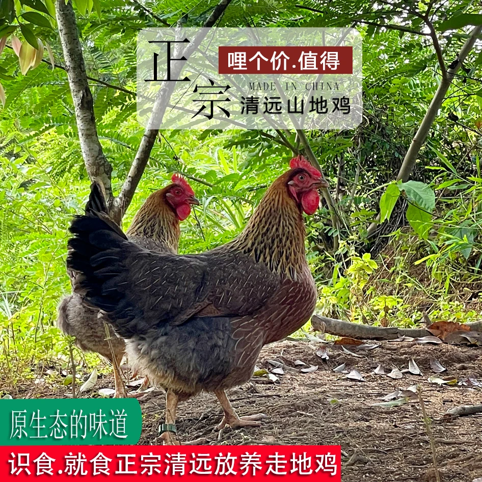 原生态放养清远稻谷土鸡油脂低皮脆肉滑养足230天鸡味浓顺丰发货