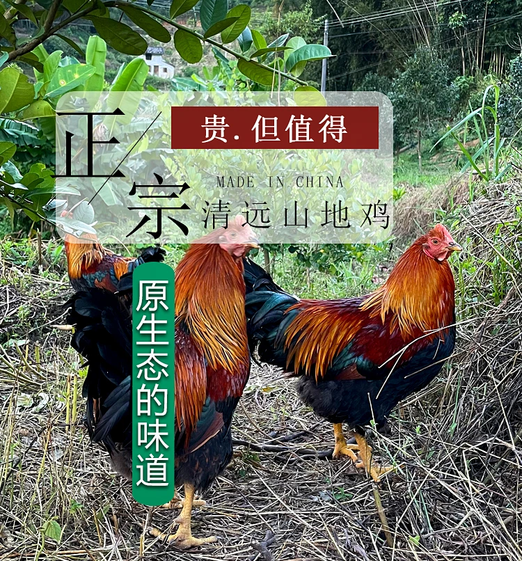 正宗清远大山放养大扇鸡皮脆肉香鸡味浓郁农村散养走地鸡顺丰发货