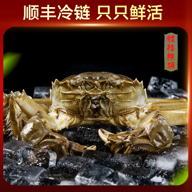 C【活蟹】江苏螃蟹全母1.6-1.3两河蟹螃蟹现货鲜活买【10只送4只】