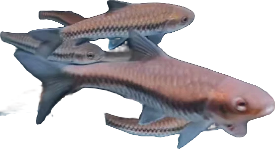 10左右清水河盈江