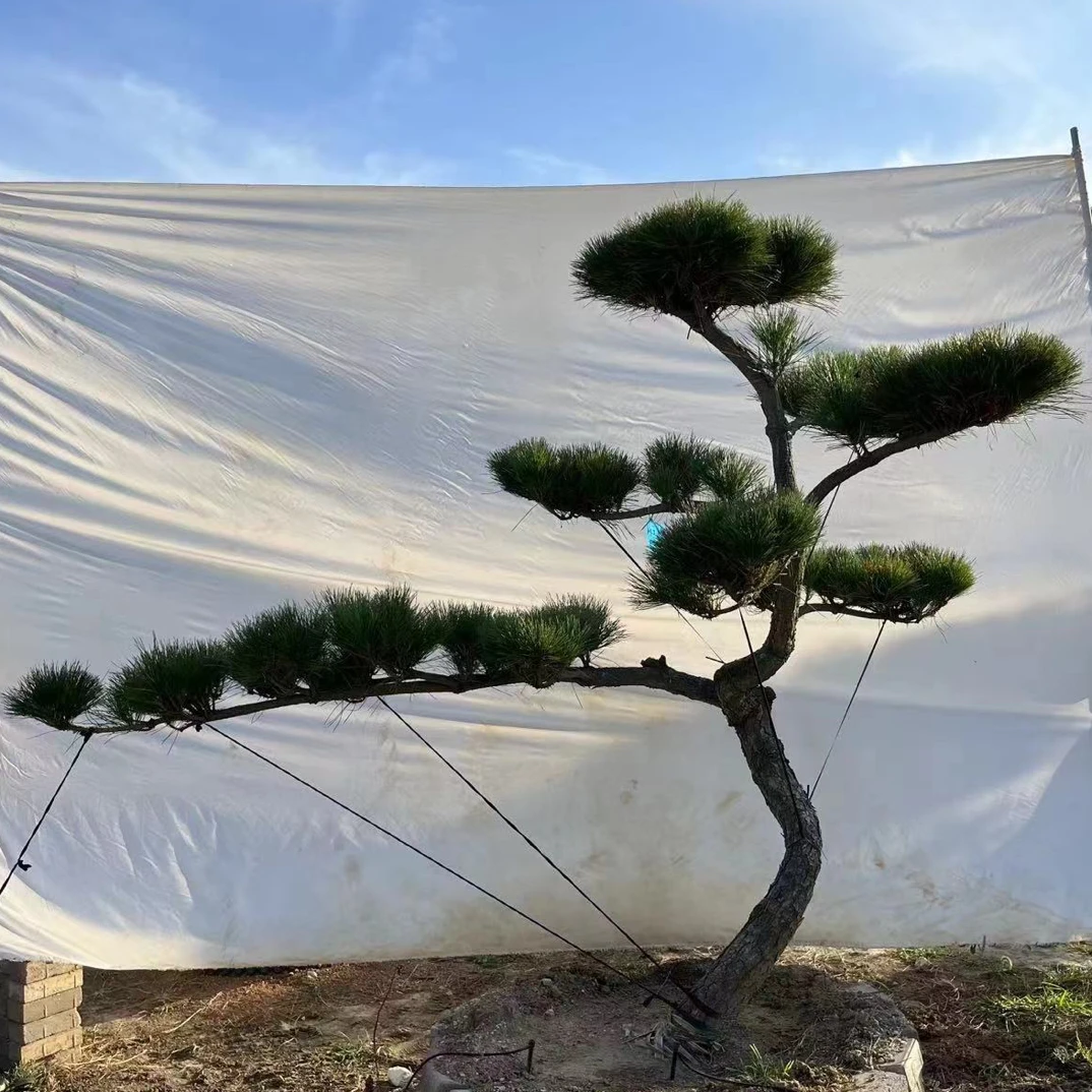 迎客松，四季常青，耐高温，耐寒