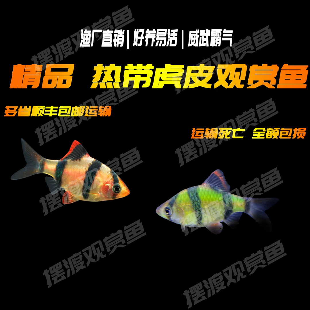 虎皮科热带淡水繁观赏鱼易活包损(顺丰包邮)