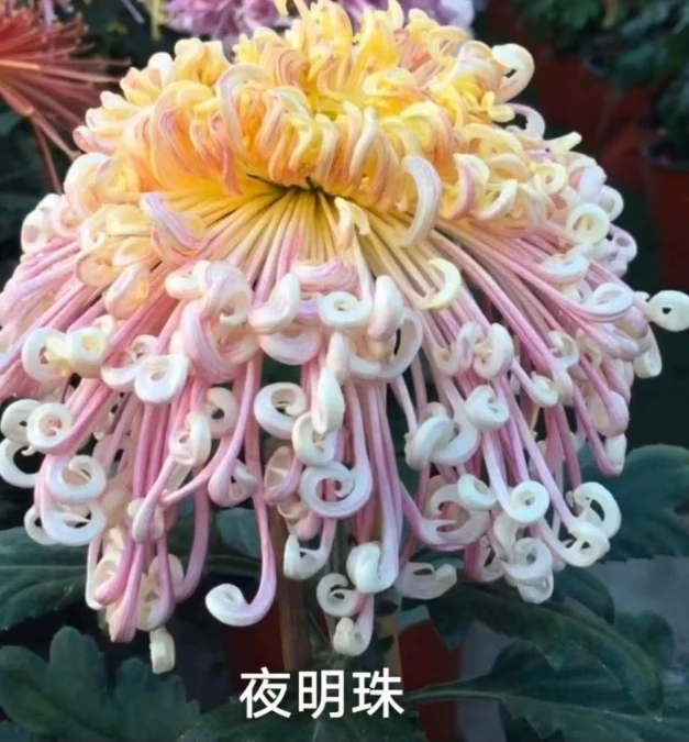 丝状大花【夜明珠】菊花盆栽九月菊耐寒新手好养四季开室内绿植花卉