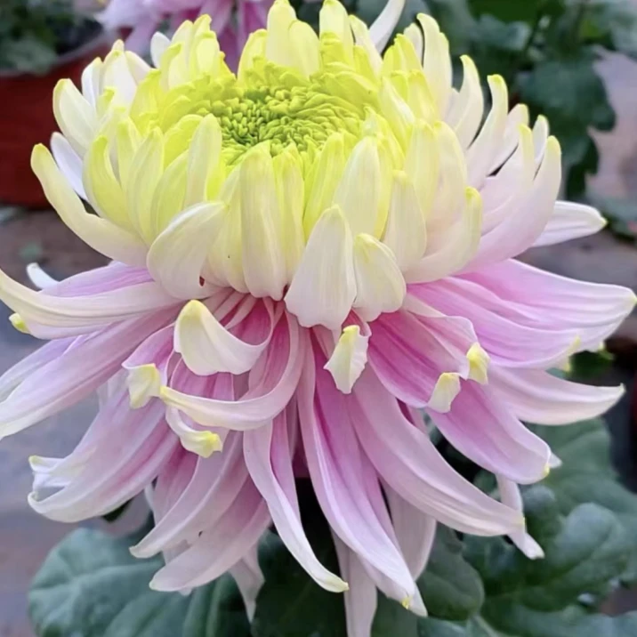 大花【养活盘龙木兰】菊花盆栽【带花苞】耐寒好养开花大养护春天