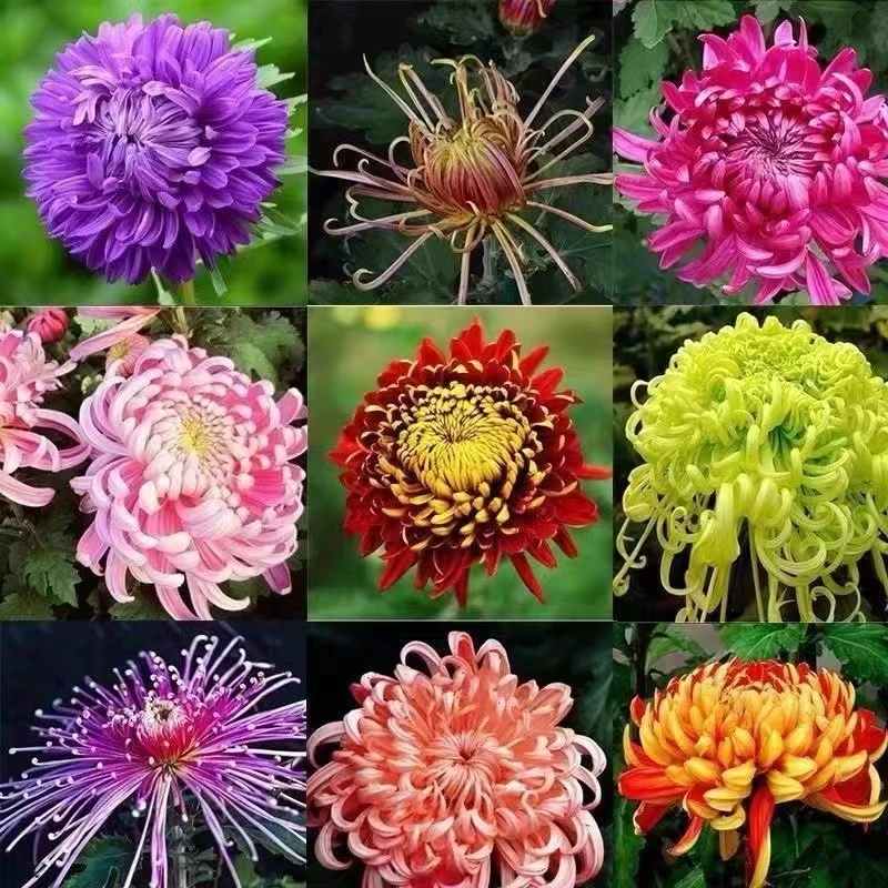 不包售后一物一拍【九月大菊花】无售后
