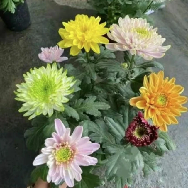【凯迪拉特】彩色天赞盆栽四季开花大花单头菊阳台庭院耐热耐寒带花