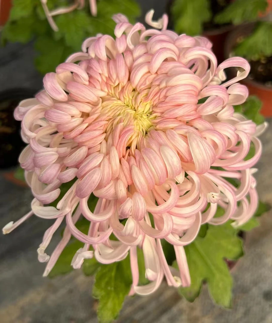 【盘龙嫦娥】九月菊大花盆栽【带花苞发货】花苗耐寒阳台庭院易养活