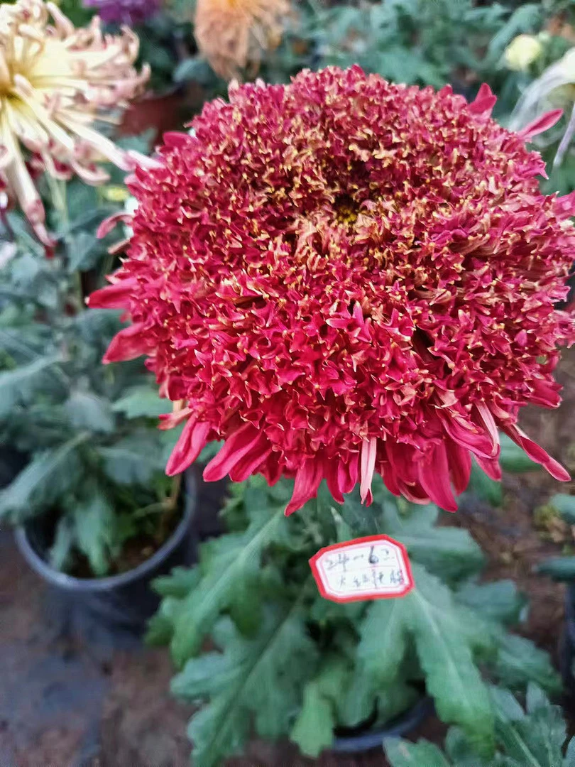 【大红托桂】菊花盆栽 精品大花菊花苗耐寒 带花苞发货好养活春天