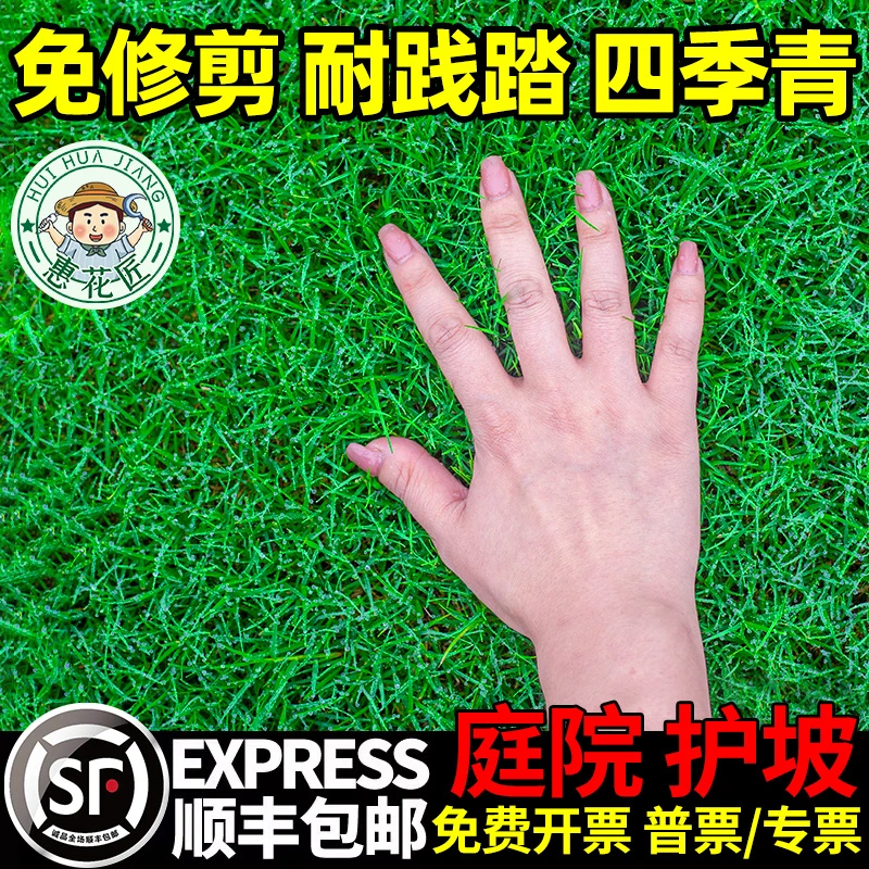 草坪种子四季常青免修剪地毯草皮草籽庭院绿化护坡固土狗牙根