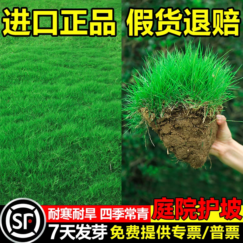 草坪种子草坪草籽四季常青护坡复绿狗牙根百慕大地毯草庭院绿化