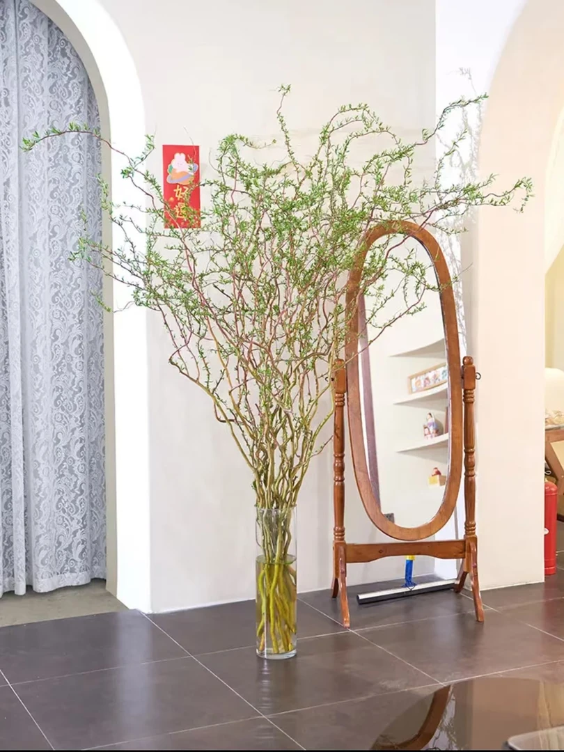 德国进口金龙柳水培鲜枝落地客厅摆放特色花卉水培植物懒人好养活