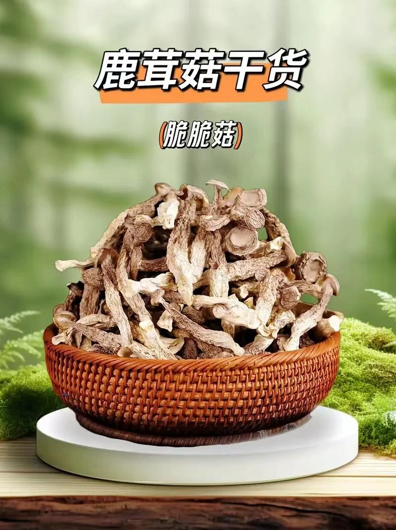 鹿茸菇 脆脆菇 煲汤 炒肉 食用菌 香味浓郁
