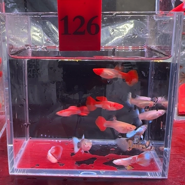 孔雀鱼热带鱼不分公母12条126号