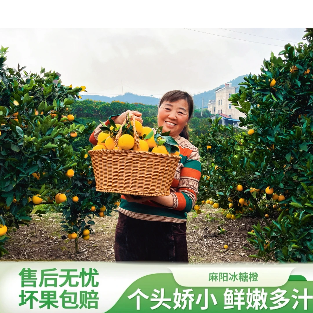 正宗湖南麻阳冰糖橙