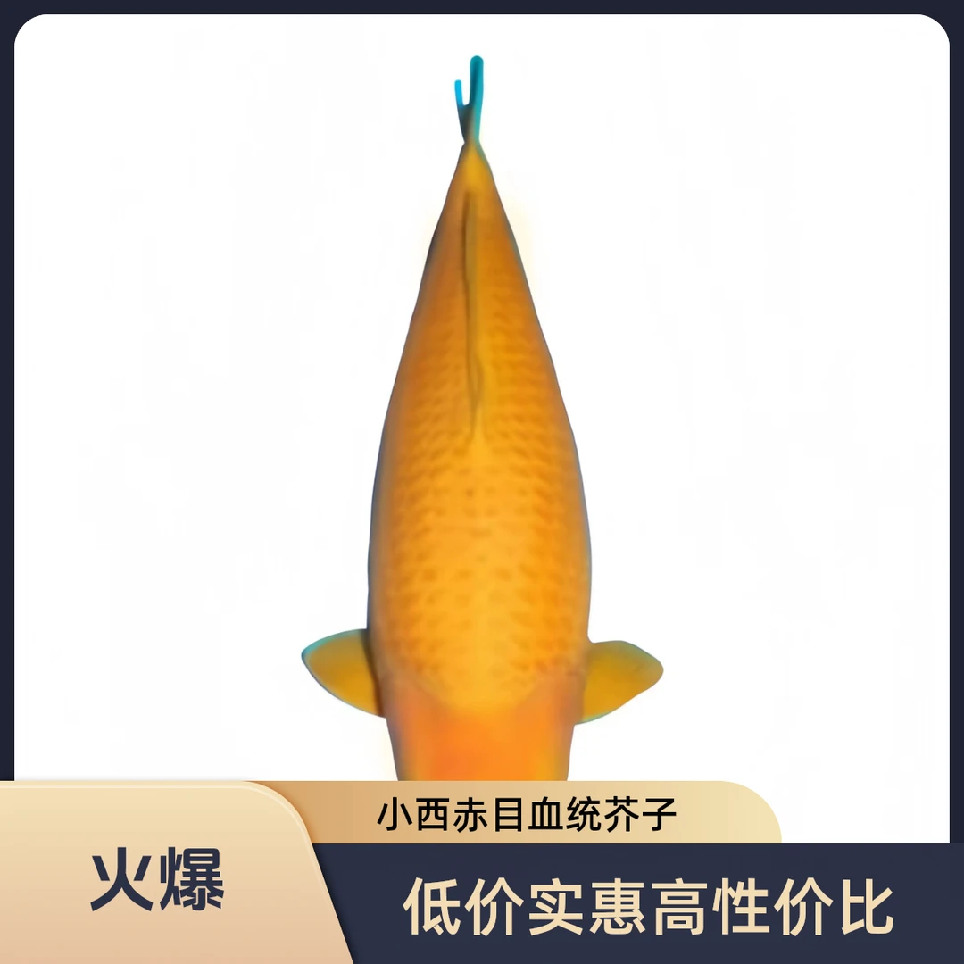 包活不包邮，精品小西血统赤目黄芥子宽体高背20公分颜值在线价优